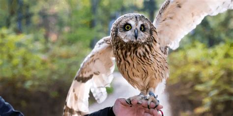 7 Exotic Pet Birds Expensive And Exotic Hutch And Cage