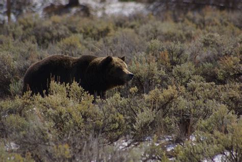 2014 Was Excellent Year For Grizzly Bears The Wildlife News