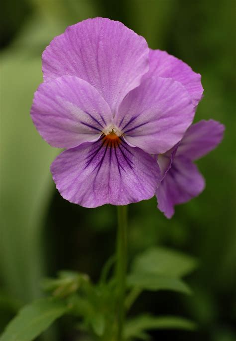 Filepansy Viola X Wittrockiana Purple Cultivar Flower 1907px