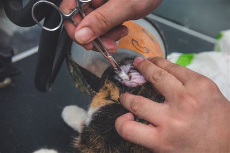 Ear Wax Vs Ear Mites In Cats