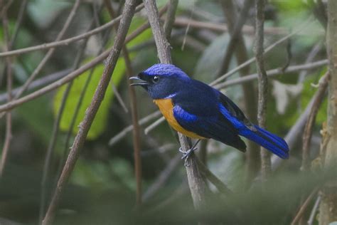 Sometimes you wonder what people were thinking of when they named animals. Rufous-bellied niltava - Wikipedia