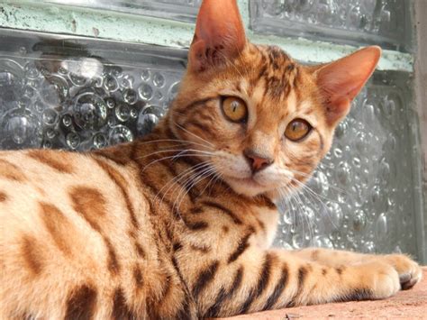 Learn more about this breed. Bengal Cat Farms Popping Up World Wide, Here's What You ...