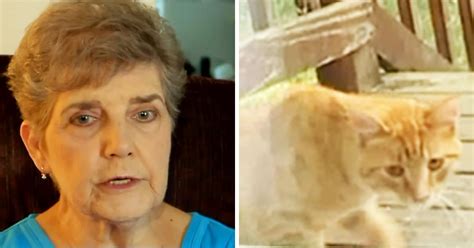 79 Yr Old Lady Gets Jail Sentance For Feeding Stray Cats Im Lonely The Kitties Outside Help Me