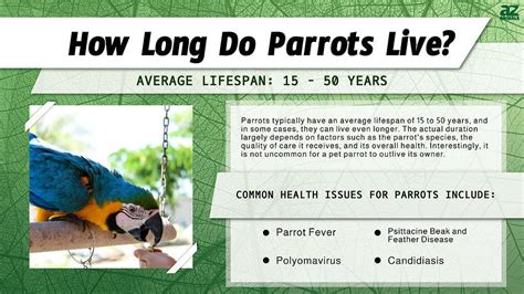 Parrot Lifespan How Long Do Parrots Live A Z Animals