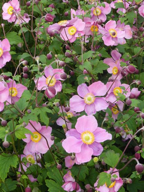 Floranza.de » ihr online pflanzenversand beste qualität günstige preise riesenauswahl an pflanzen kauf auf rechnung! Garten Herbst Anemone kaufen - Garten von Ehren Qualität ...