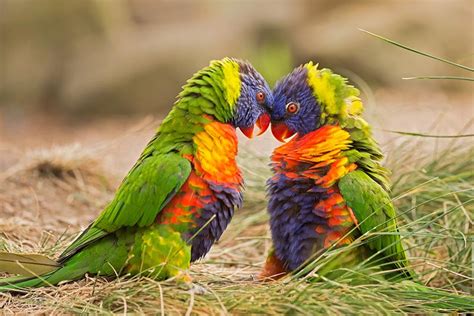 Native Animal Of Papua New Guinea Tarsha Barrios