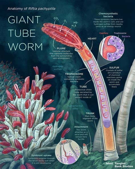 Anatomy Of A Giant Tube Worm I Contain Multitudes Medium