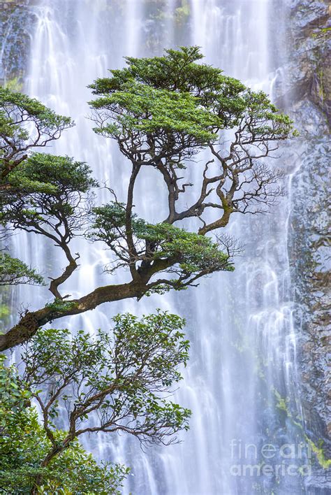 Trees And Waterfall Photograph By Colin And Linda Mckie
