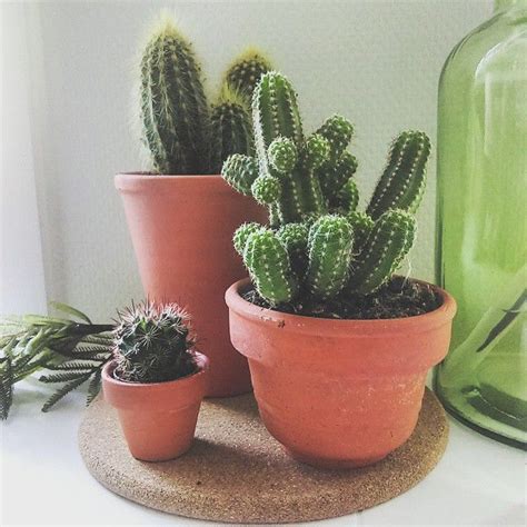 They are easily propagated from seeds and cuttings, so removing plants from their natural habitat is uneccessary and harmful to the delicate. @puurlotte | Succulents garden, Cactus plants, Cacti and ...