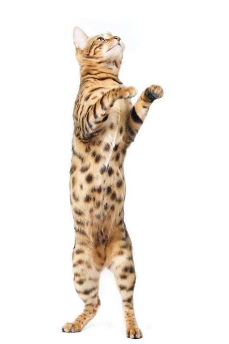 Free Bengal Cat cuddling with small Pillow Stock Photo ...