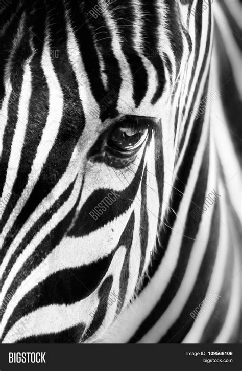 Portrait Zebra Black Image And Photo Free Trial Bigstock