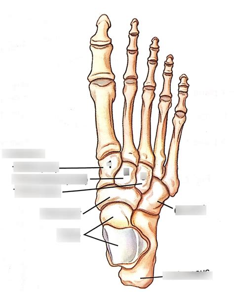 Ap Foot Tarsal Anatomy Diagram Quizlet