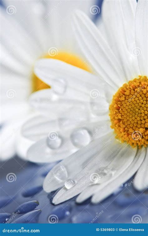 Daisy Flowers With Water Drops Stock Image Image Of Droplets