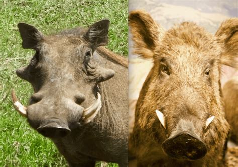 Whats The Difference Between The Warthog And The Wild Boar Similar