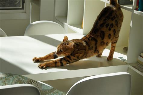 Check spelling or type a new query. Cosa fa il gatto quando è solo in casa? - 8 CURIOSITÀ!