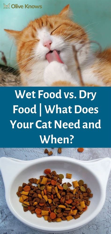Looking for wet or dry cat food? Wet Food vs Dry Food | Dry cat food, Common food allergies ...