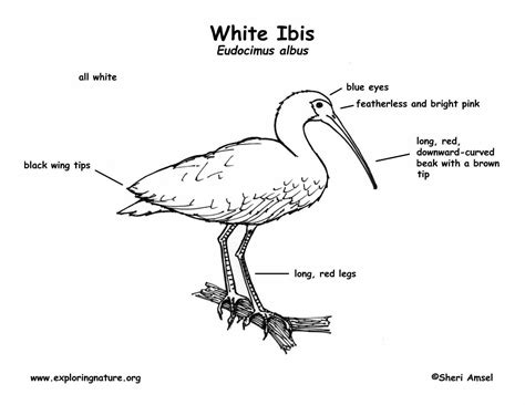 Are you wanting to learn how to print labels? Ibis (White)