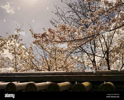 La Floraison Des Fleurs De Cerisier Sur Le Toit De L Ancien Temple Photo Stock Alamy