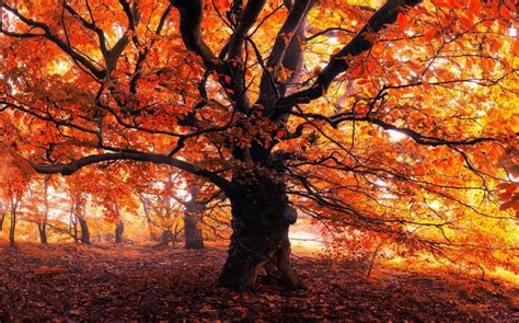 1110988 Sunlight Trees Landscape Forest Fall Leaves Nature Red
