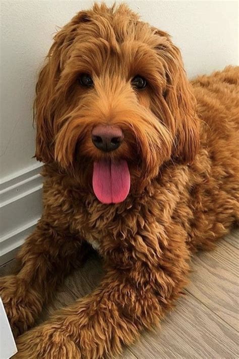 Mini Goldendoodle Full Grown Adult Size And Age Fully Grown