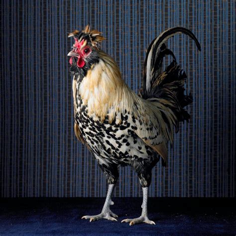 A Black And White Rooster Standing On Top Of A Blue Floor