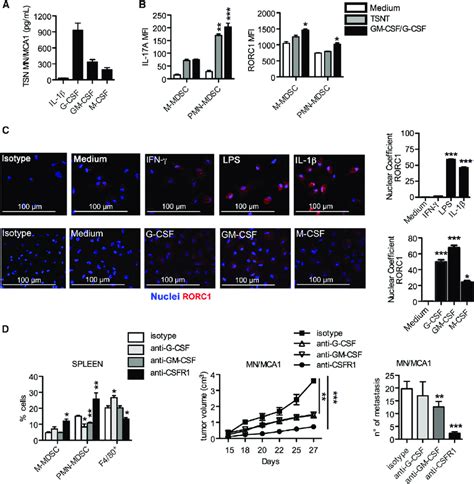 Csf Lps And Il 1b Mediated Induction Of Rorc1 In Innate Immune