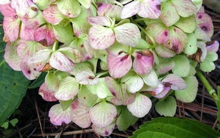 Why are my hydrangeas brown? Why Are My Hydrangeas Turning Green? | Plant Addicts