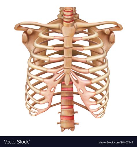 Anatomy Rib Cage Skeleton Thoracic Cavity Anatomy