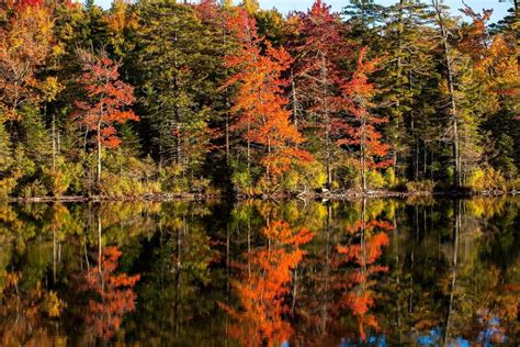 Fall Foliage Map 2018 When Autumn Leaves Peak In Massachusetts Boston Ma Patch