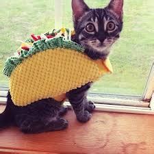 These creative black cat names inspired by famous black cats are perfect for your feline friend. Dogs and Cats Wearing Taco Costumes | Riot Fest