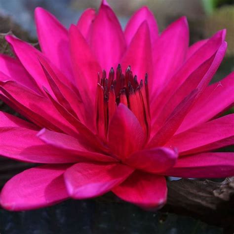 Nymphaea Red Flare Night Blooming Tropical Waterlily Redflare Red