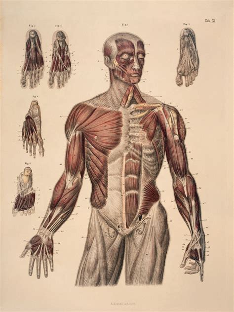 Study 01 On Behance Dibujo Anatomia Humana Dibujo Musculos Anatomia Images
