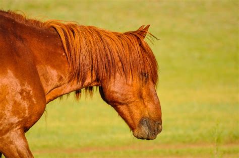 Horse Head Animal Free Photo On Pixabay Pixabay