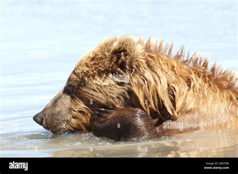 Stock Photo Of An Alaskan Brown Bear Bathing In A Creek Stock Photo Alamy