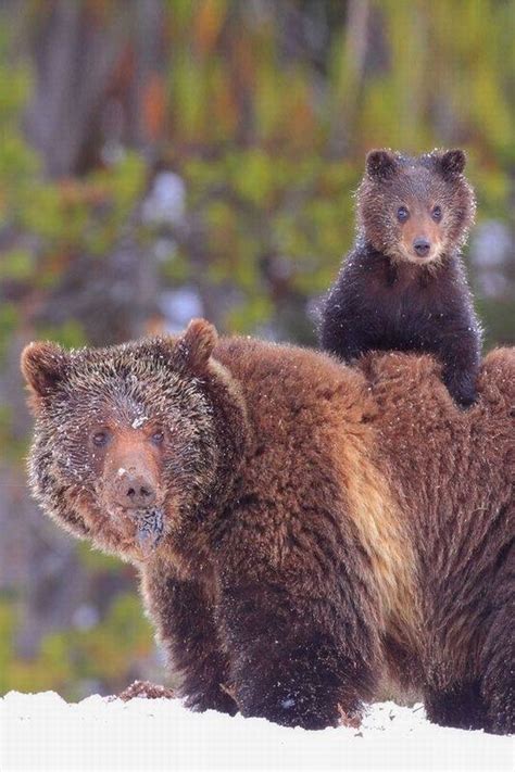 Baby Grizzly Baby Animals Pinterest