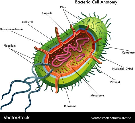 Bacteria Cell Anatomy Royalty Free Vector Image