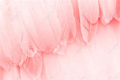 Pink Feather Background Download Free Banner Background Image On