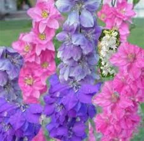 Larkspur Rocket Blue Flower Seeds Delphinium Consolida My Lestary Seeds