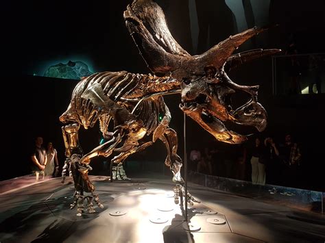 The Most Complete Triceratops Horridus Fossil At The Melbourne Museum In Australia 85 Complete