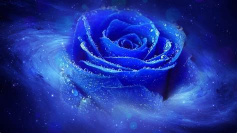 The Most Beautiful Blue Roses Wallpaper Rose Wallpaper