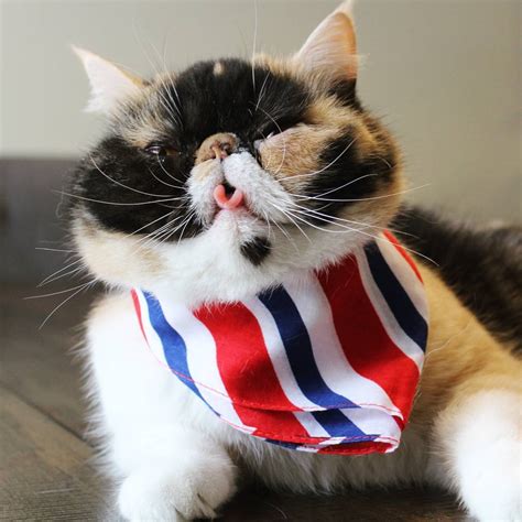 Pawsitively Patriotic Cats Celebrating The 4th Of July Meowingtons