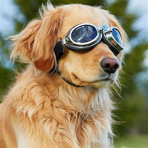 Dog Goggles For Car
