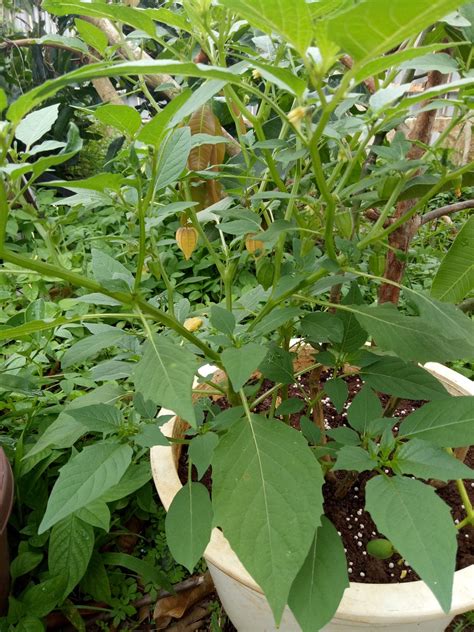 Buah letup atau ciplukan (physalis angulata) adalah tumbuhan daripada keluarga solanaceae iaitu sama dengan pokok terung dan tomato. Dunia blogku_aliahdahlia: Cara merebus letup-letup.