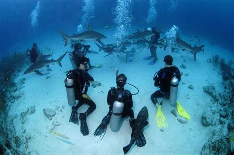 5 Rekomendasi Wisata Menyelam Di Kepulauan Bahama Yang Tidak Boleh
