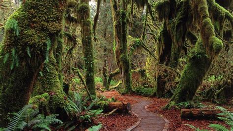 Floresta Hoh Parque Nacional Olympic Estado De Washington Eua