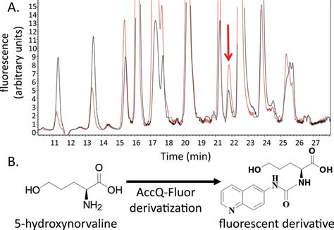 A Hplc Fluorescence Detection Chromatogram Of Maize Amino Acids