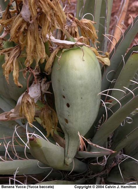 Banana Yucca Fruit