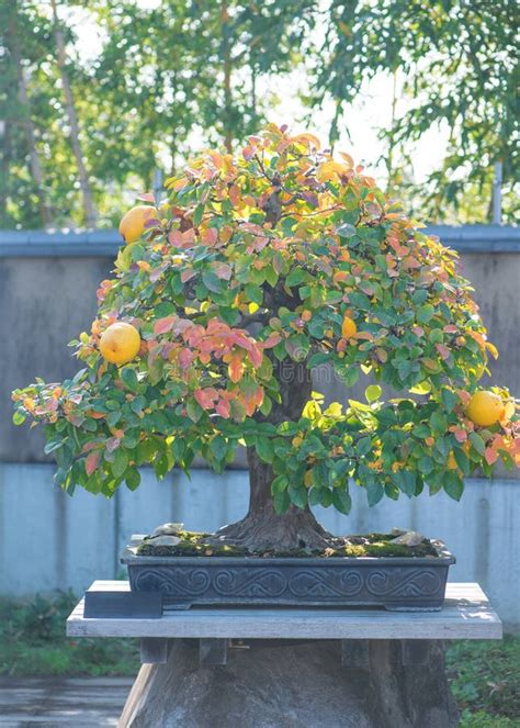 Chinese Quince Bonsai Tree In Omiya Bonsai Village Stock Photo Image