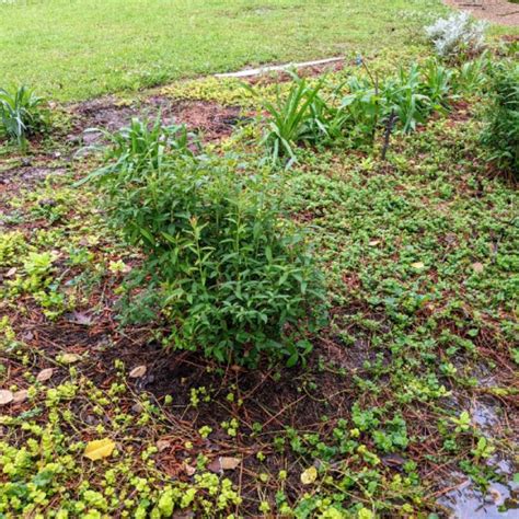 Spiraea Japonica Anthony Waterer Spiraea Anthony Waterer