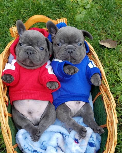 59 French Bulldog New York Picture Bleumoonproductions